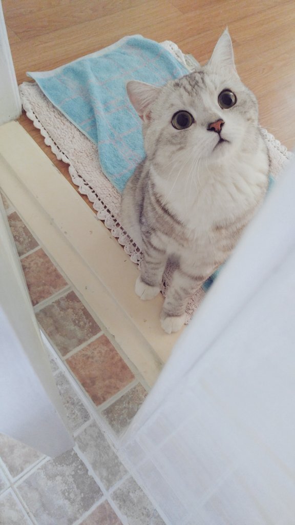 주인 걱정하는 냥이 | 인스티즈