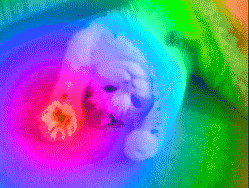 냥이들 움짤 | 인스티즈