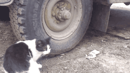 포식자 고양이를 피해 달아난 쥐. gif | 인스티즈