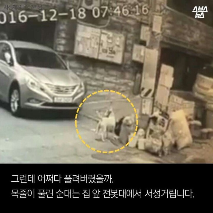 제 강아지가 잡아 먹혔습니다.jpg | 인스티즈