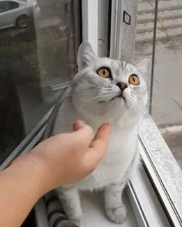 거들떠보지도 않겠다냥.gif | 인스티즈