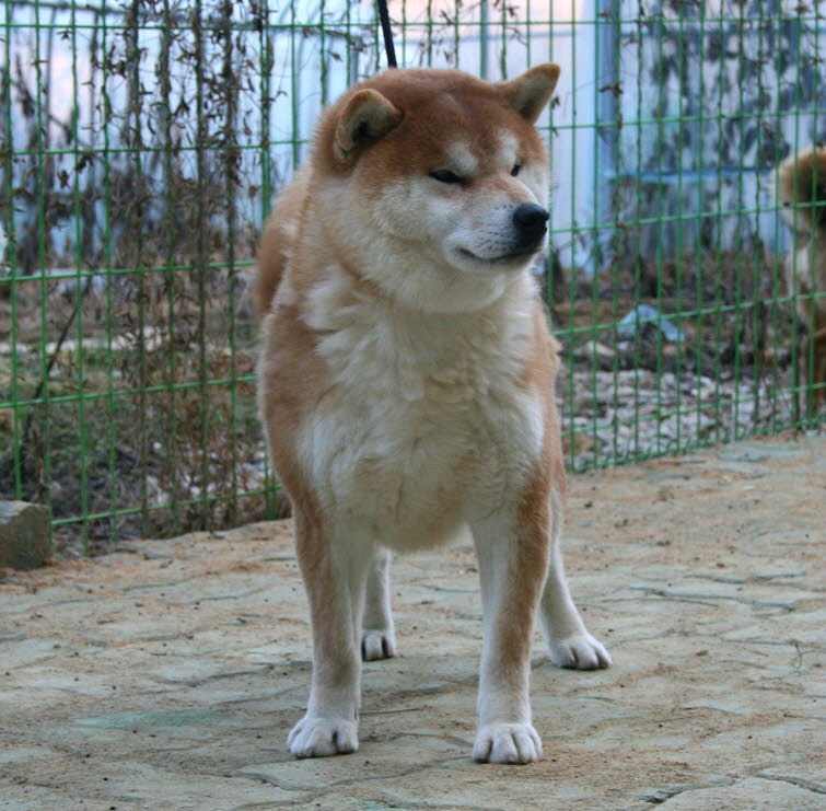 후쿠 이미지