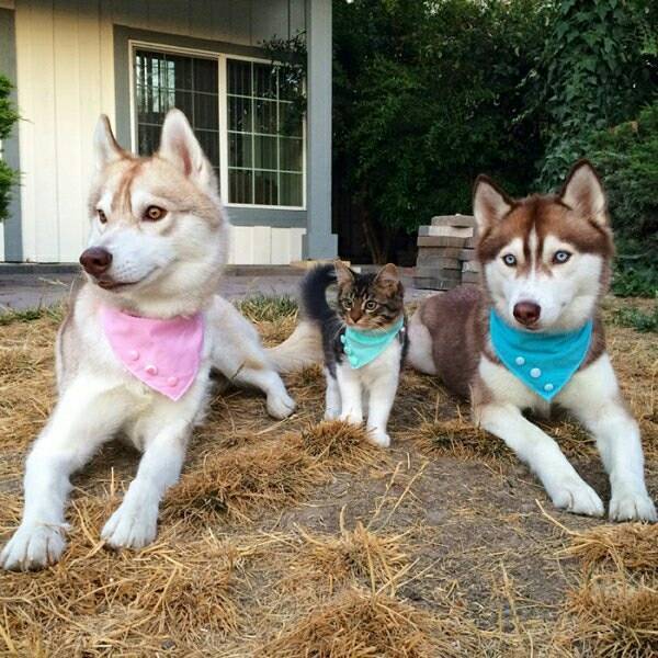 시베리안 허스키와 고양이.jpg | 인스티즈