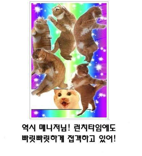 고양이 제목 학원 | 인스티즈