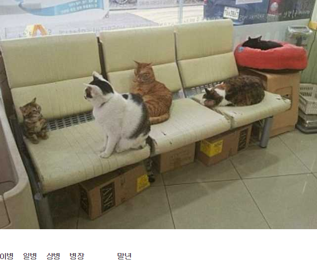 군냥이들 | 인스티즈