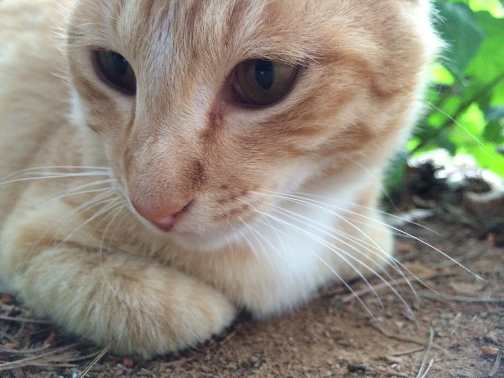 길냥이랑 친해진지 8개월째 | 인스티즈