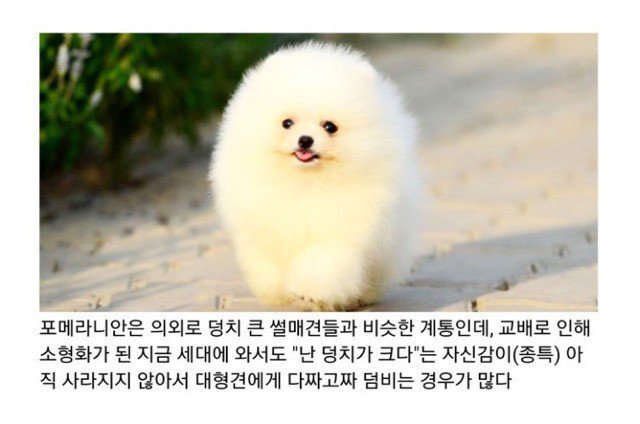 포메라니안이 는 이유 | 인스티즈