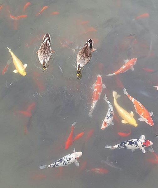 꽃피는봄날 이미지