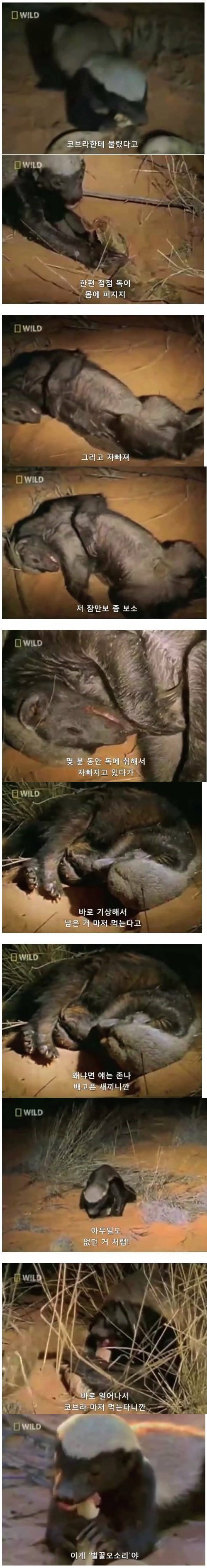 벌꿀오소리는 그냥 미쳤다고 어 . jpg | 인스티즈