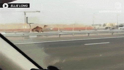 고속도로에서 낙타 놓침.gif | 인스티즈