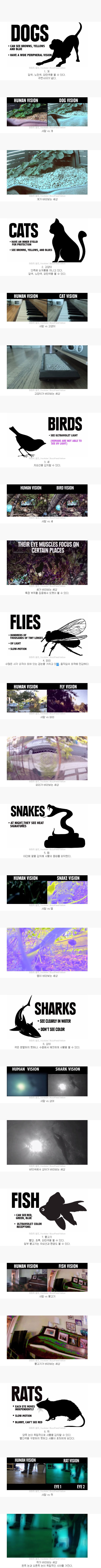 동물들이 보는세상과 사람이 보는 세상.jpg | 인스티즈
