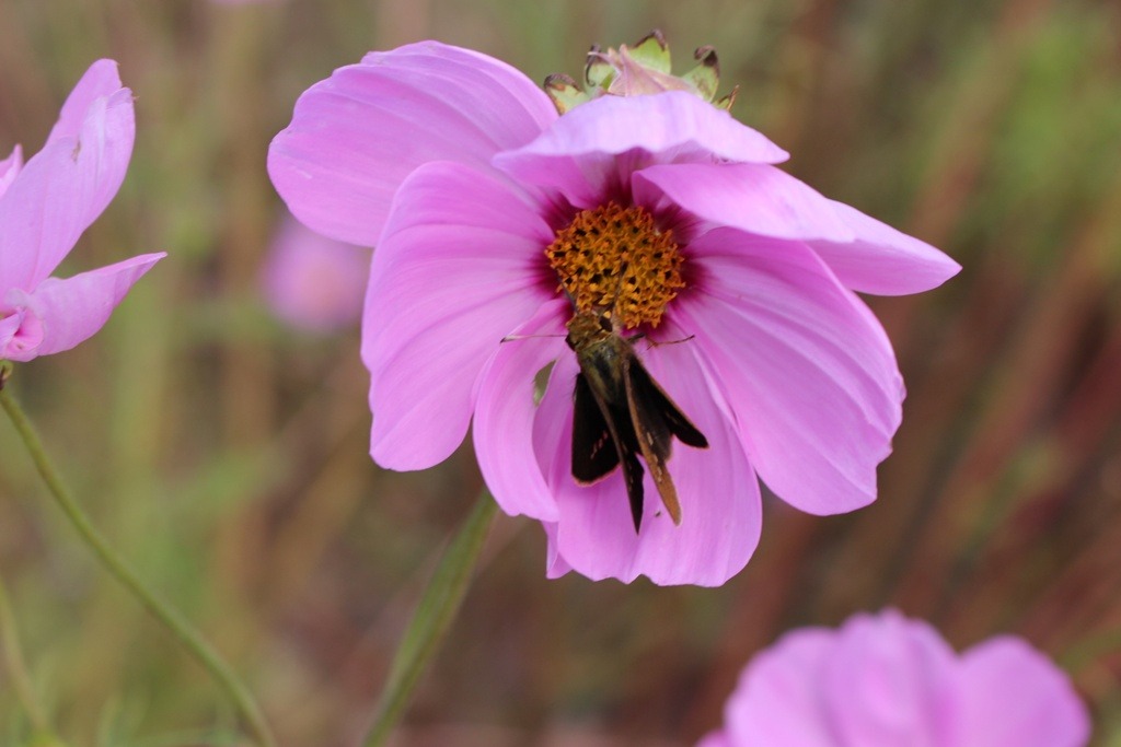 232FC13A5263C3FE1CB928