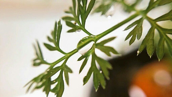 다이소 개쩌는 오천원짜리 스마트폰용 렌즈 | 인스티즈