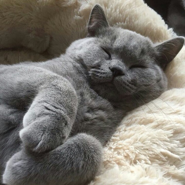 어디서나 잘자는 냥이 | 인스티즈