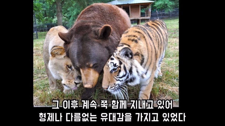 맹수 세 마리의 아름다운 우정 | 인스티즈