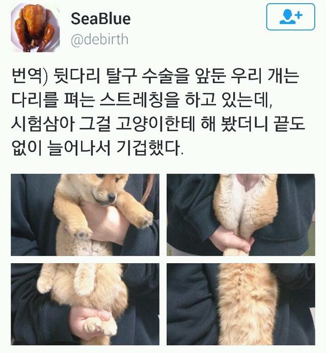 강아지 스트레칭을 고양이에게 시켜보았다 | 인스티즈