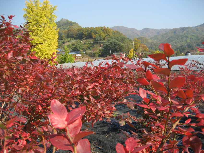 천사농원 이미지