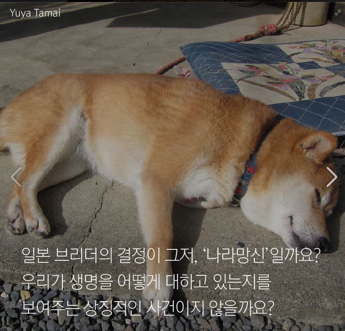 더 이상 한국에 시바견을 분양하지 않으려 합니다.jpg | 인스티즈