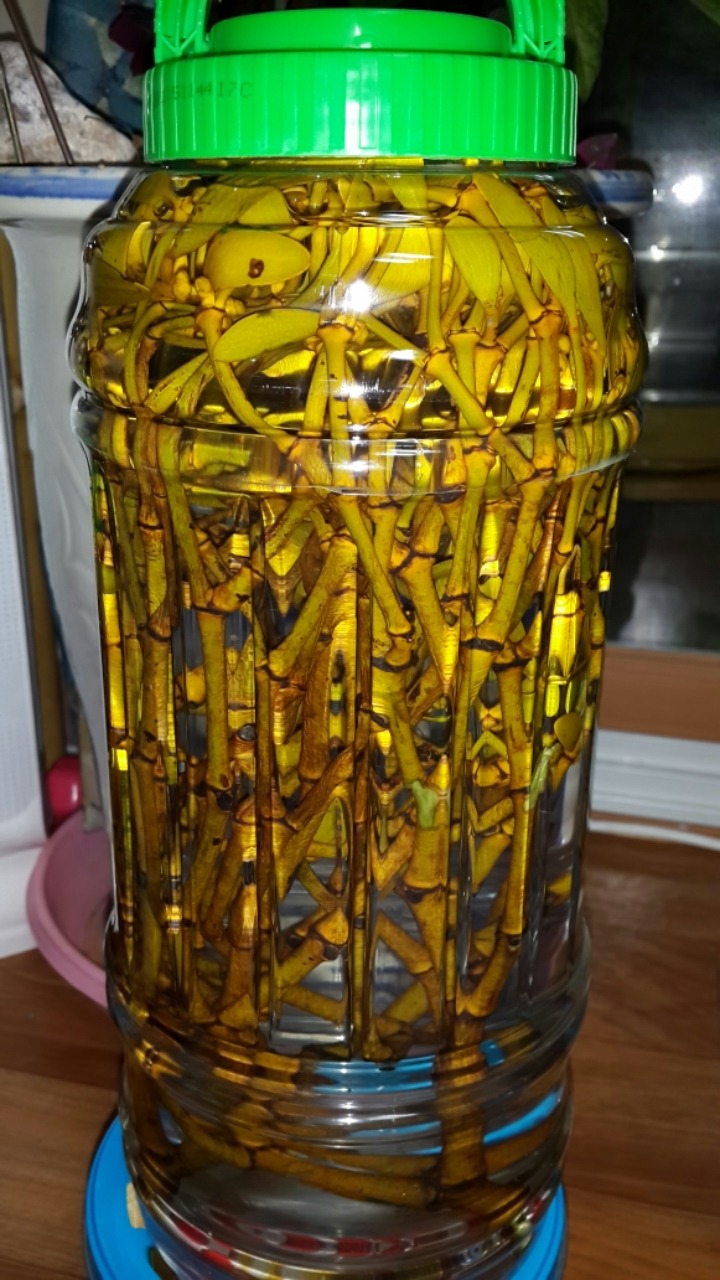 넝쿨주 이미지