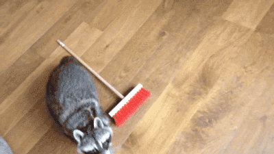 청소하는 라쿤.gif | 인스티즈
