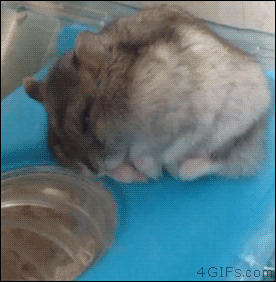 자기전에 보면 좋은 짤.gif | 인스티즈