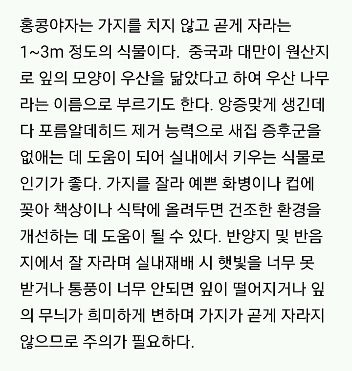 모양도 예쁘고 기능도 좋은 실내 식물 10가지 | 인스티즈