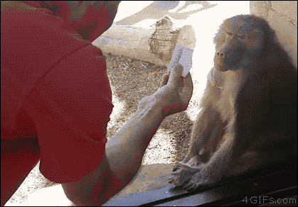 원숭이의 리액션.gif | 인스티즈