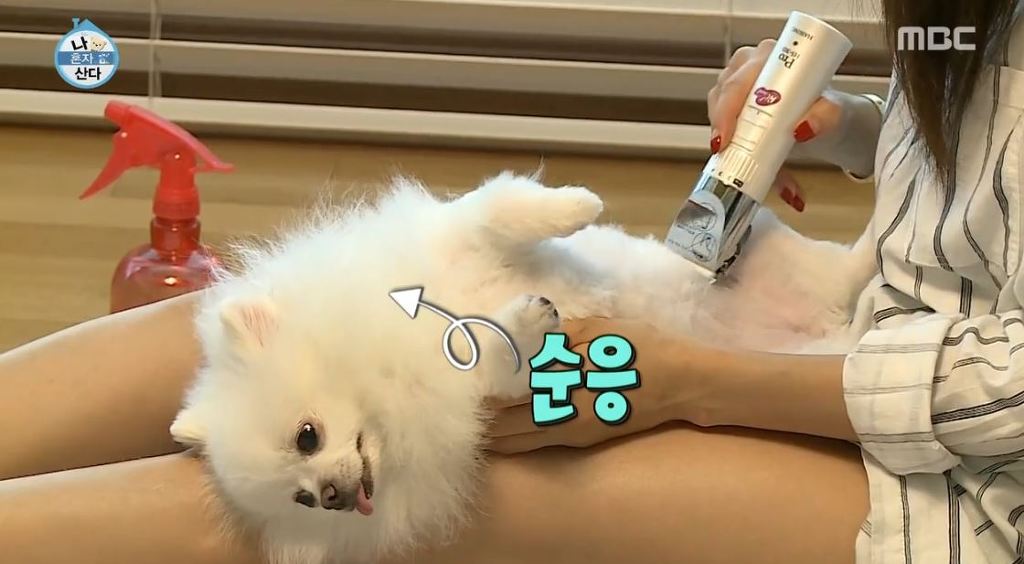 [나혼자산다] 순심이 셀프미용 | 인스티즈