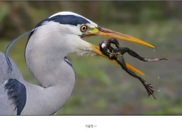 왜가리 먹이ㄷㄷ | 인스티즈