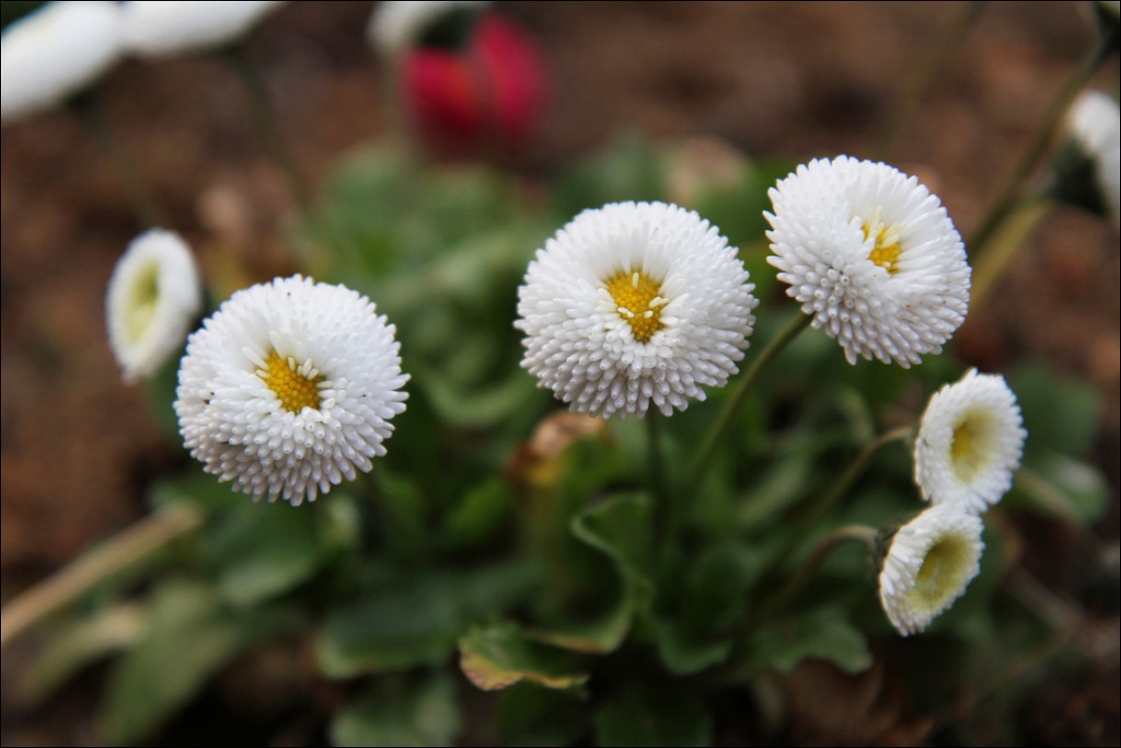 데이지(daisy) 이미지