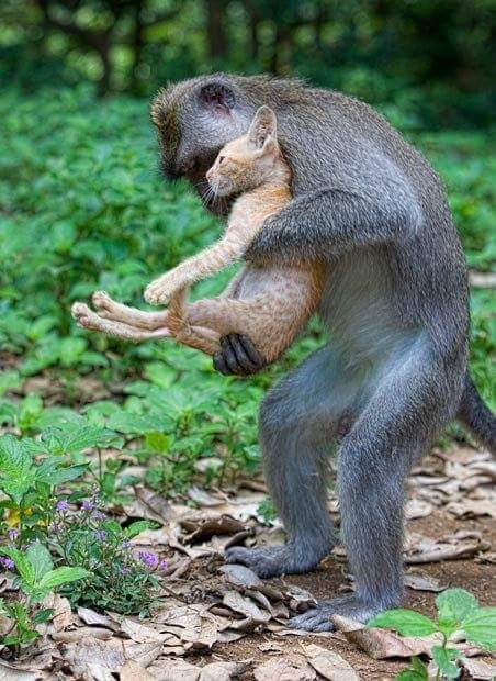 감동주의... 고양이를 사랑한 원숭이 | 인스티즈