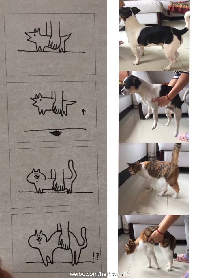 개와 고양이를 드는법.jpg | 인스티즈