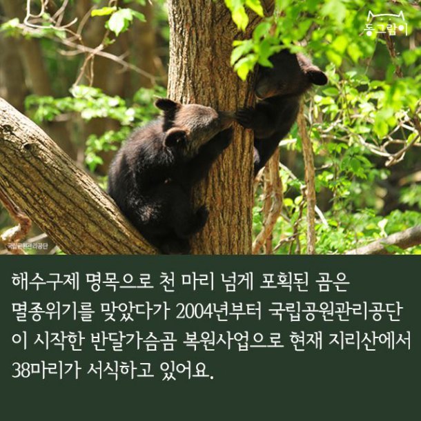 일제 강점기 멸종된 한반도의 동물들 | 인스티즈
