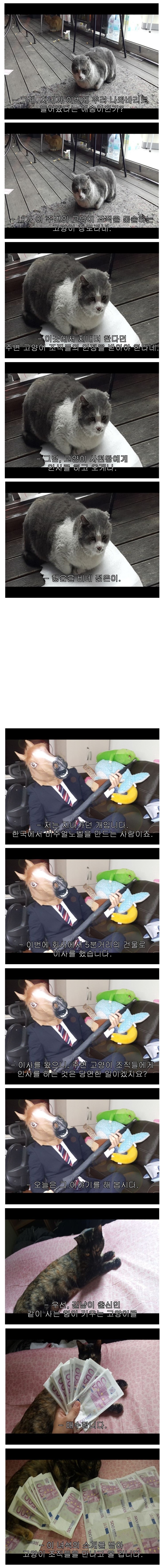 이사를 갔으면 길고양이 조직에게 인사를 해야 한다 | 인스티즈