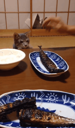 생선구이를 탐하는 고양이.gif | 인스티즈