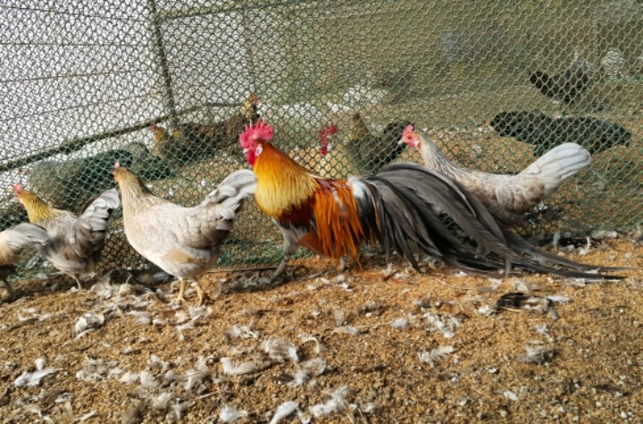 피닉스 이미지