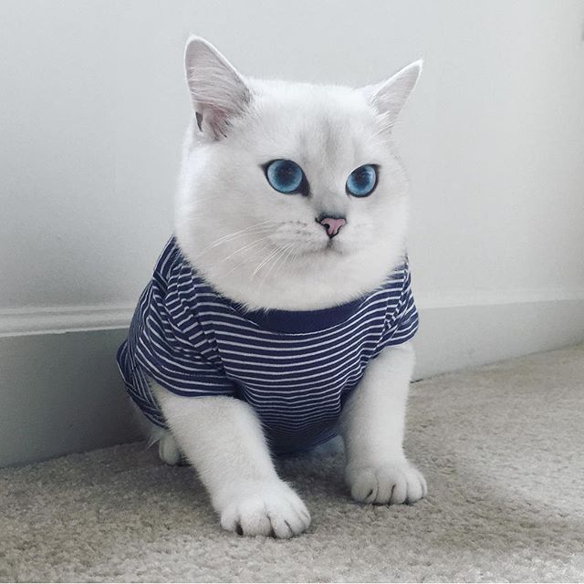 눈이 상당히 미묘한 고양이.jpg | 인스티즈