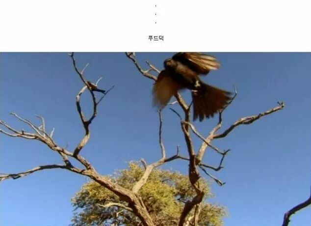 까마귀 인성수준 ㅎㅎㅎㅎㅎㅎㅎㅎ | 인스티즈