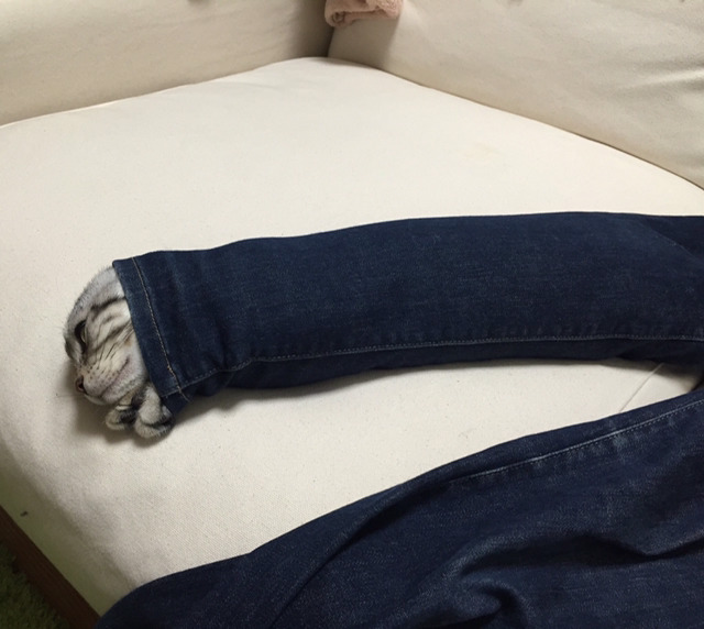 끼는 걸 좋아하는 고양이 | 인스티즈