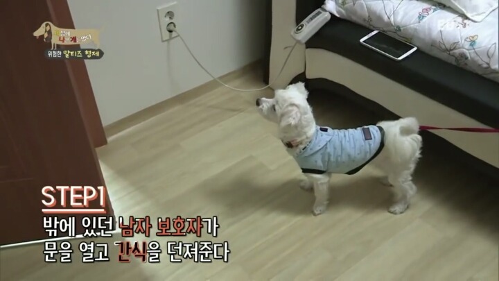 공격적인 반려견이 되는 이유 2부.jp | 인스티즈