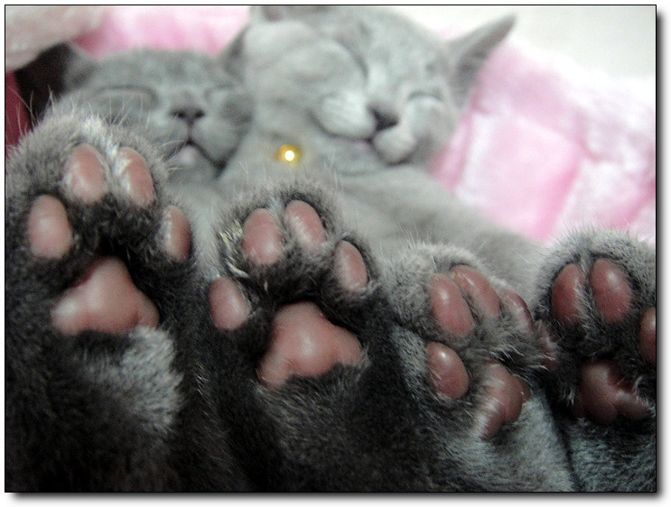고양이 발바닥 | 인스티즈