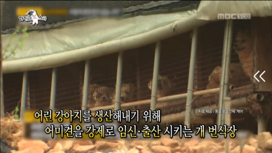 강형욱이 훈련사가 된 이유 | 인스티즈