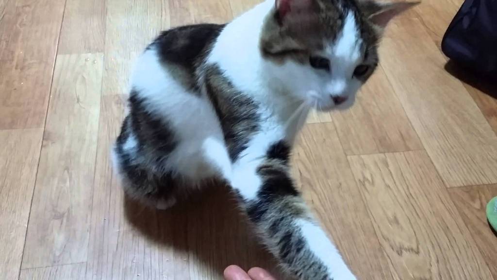 개냥이?.gif | 인스티즈