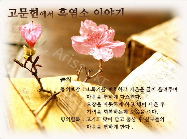 염소한마리 이미지