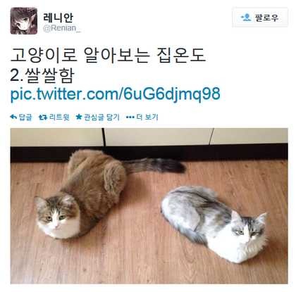 고양이로 알아보는 집 온도 | 인스티즈