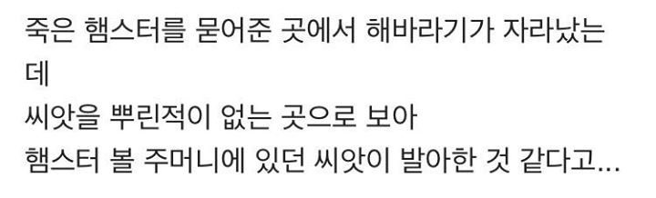 죽은 햄스터를 묻은 곳에서 해바라기가 자라났다.jpg | 인스티즈