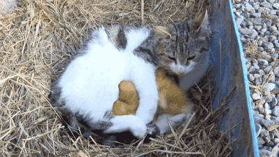 새끼오리와 고양이 | 인스티즈
