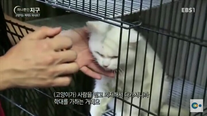 고양이는 버려도 되나요? | 인스티즈