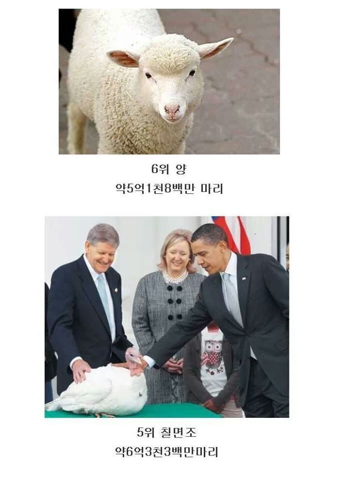 인간이 1년 간 잡아먹는 동물 Top 10.jpg | 인스티즈