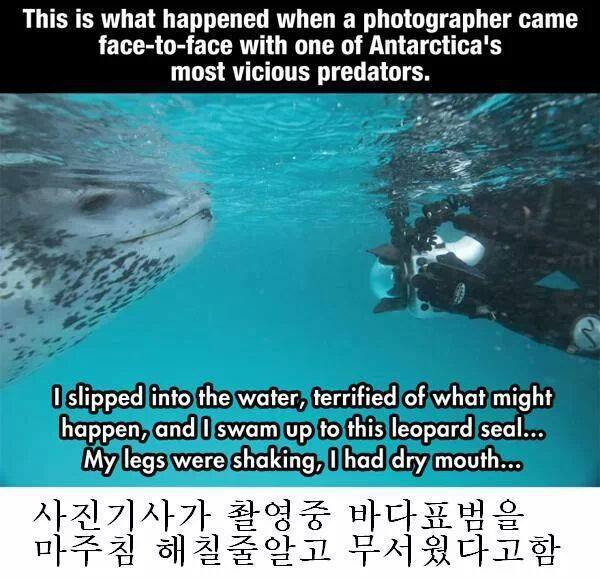 인간을 자기 동족인줄 알았던 바다표범 jpg | 인스티즈